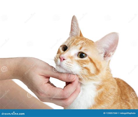 petting cat