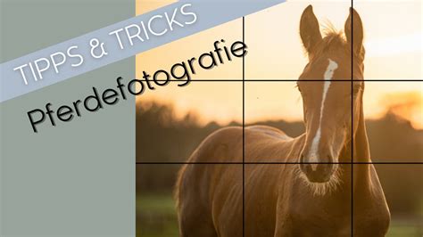 pferde fotografieren tipps tricks anekdoten ebook Kindle Editon