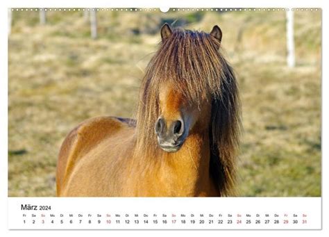 pferde islands tischkalender 2016 quer Doc