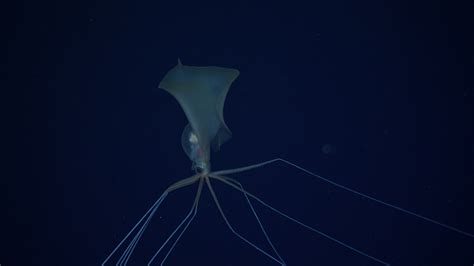 phantom squid