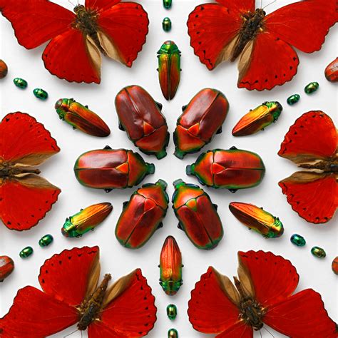pheromone the insect artwork of christopher marley PDF