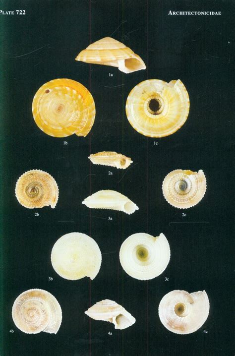 philippine marine mollusks gastropoda volume 3 PDF