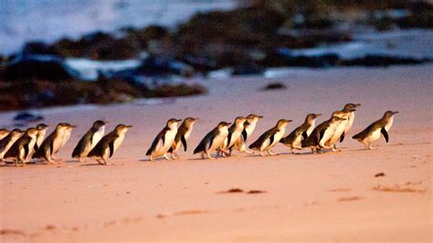 phillip island penguin parade