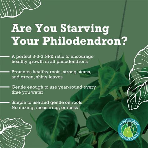 philodendron fertilizer