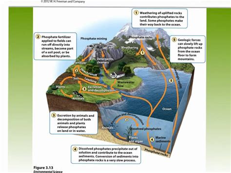 phosphorus cycle apes