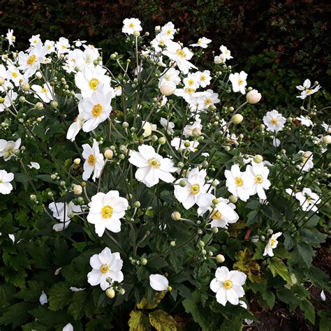 Anemone #2