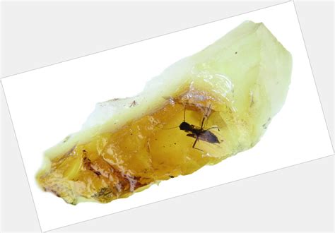 Aussie Amber #1