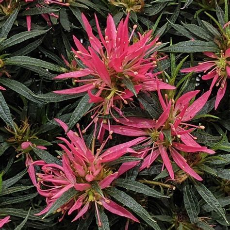 Azalea Star