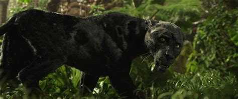 Bagheera