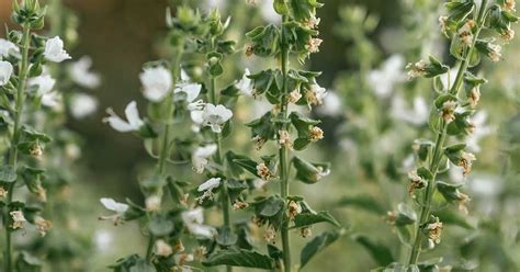 Basil Rose #14