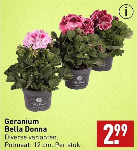 Bella Donna