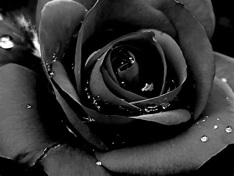 Black Rose #19