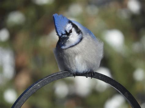 Bluejay #11