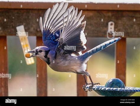 Bluejay
