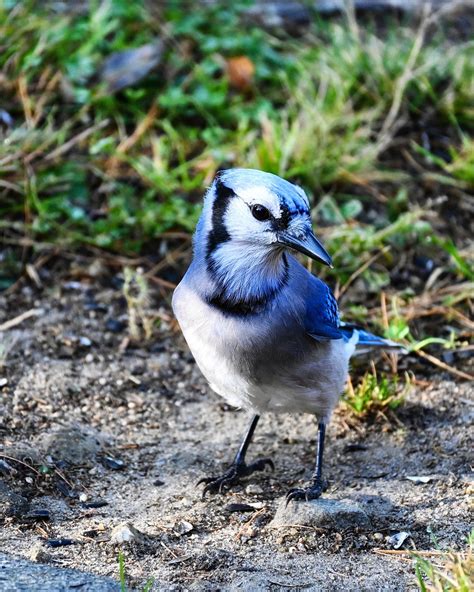 Bluejay