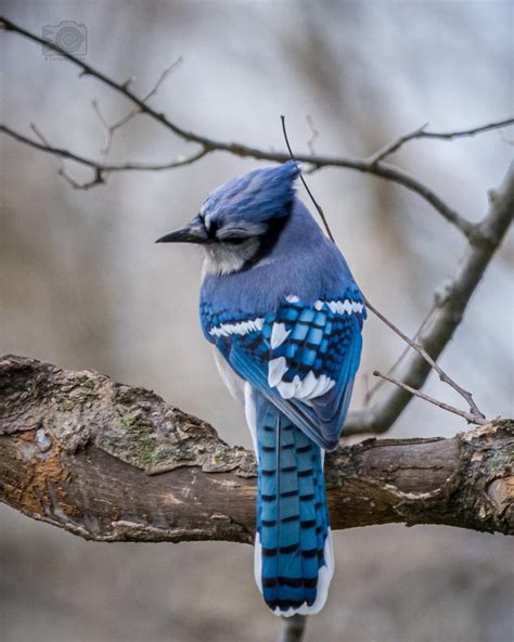 Bluejay #9