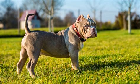 Bully #15