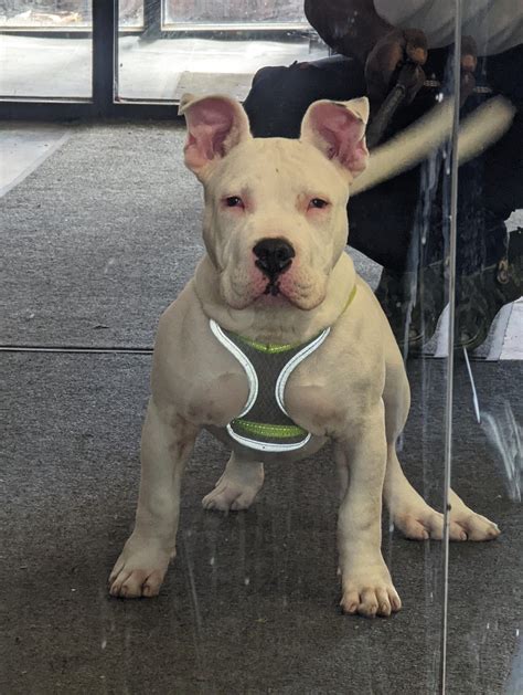 Bully #19