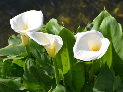 Calla A