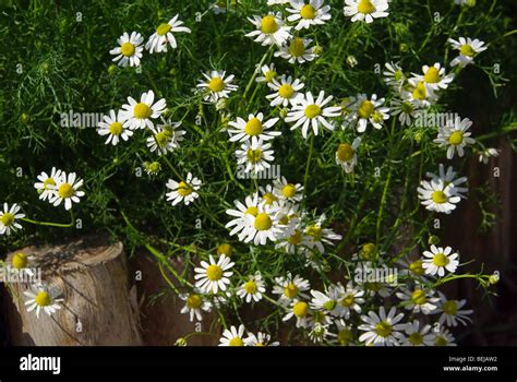 Camomile #12