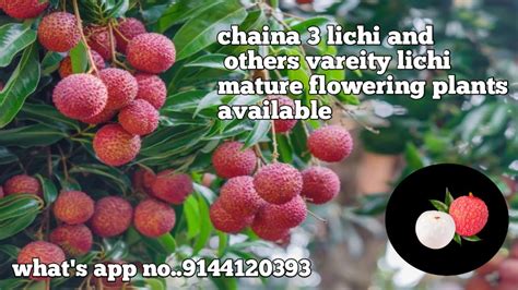 Chaina #3