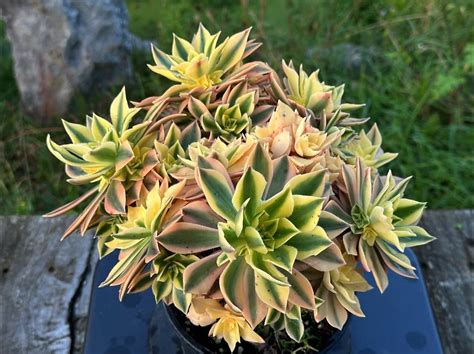 Chanda Unique