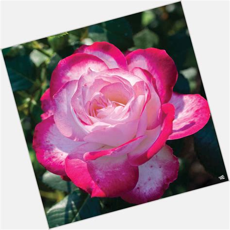 Cherrie Rose #7