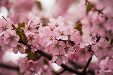 Cherry Bloom