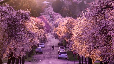 Cherry Bloom