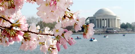 Cherry Bloom #17