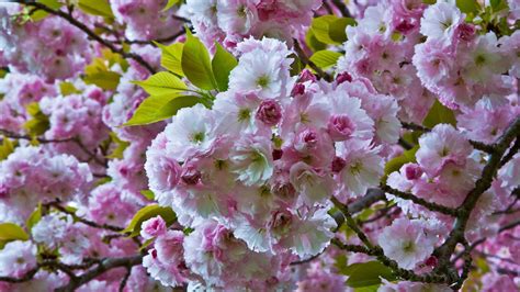 Cherry Bloom #6