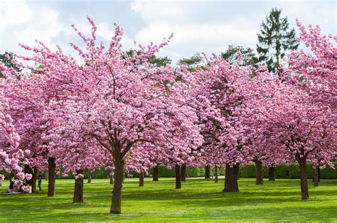 Cherry Bloom