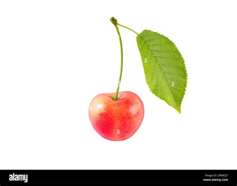 Cherry Bright #2