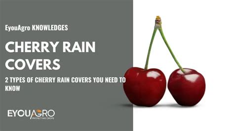 Cherry Rain