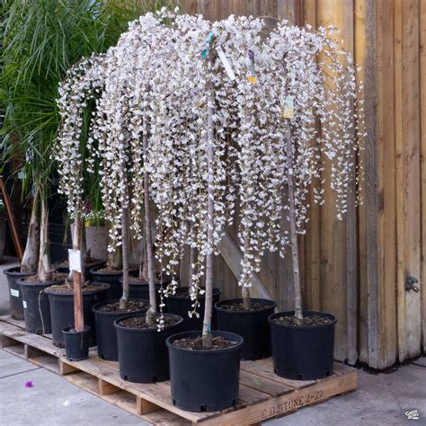 Cherry Snow #8