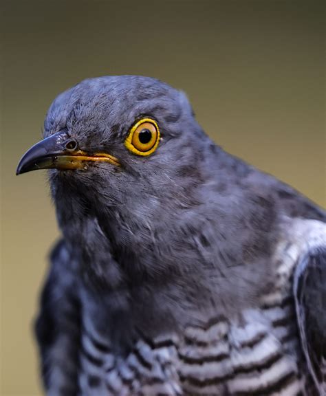 Cuckoo