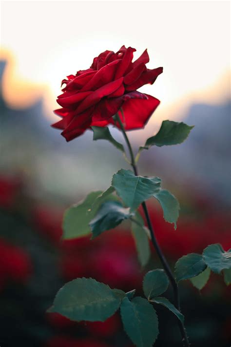 Cute Rose #1
