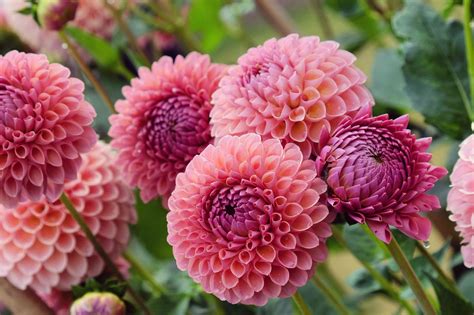 Dahlia Deville