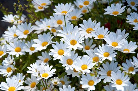 Daisy 19 #12