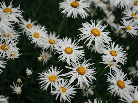 Daisy Chains