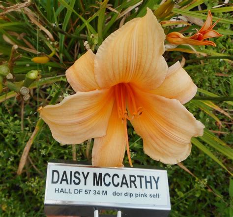 Daisy McCarthy #12