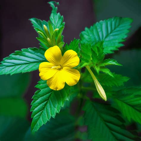 Damiana