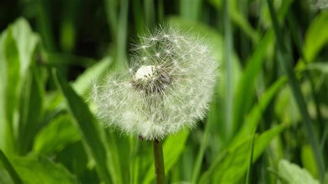 Dandelion #10