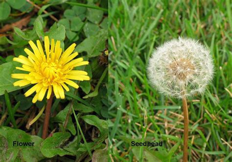 Dandelion #2