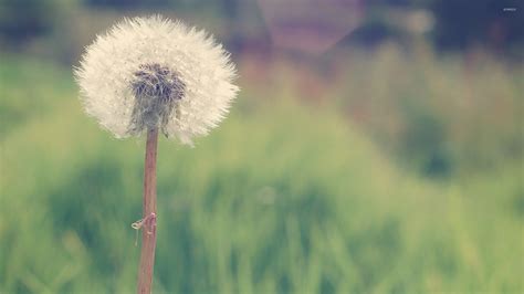 Dandelion
