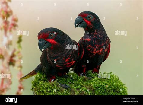 Dark Lory