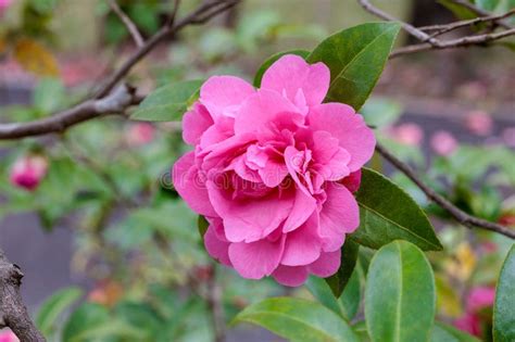 Debbie Flower