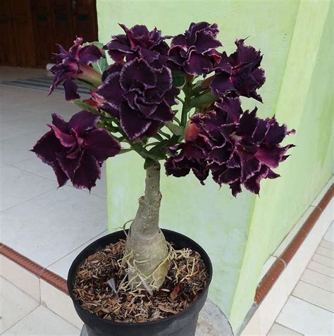 Desert Rose #17