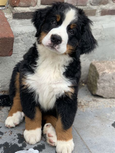 Eadlin Berner