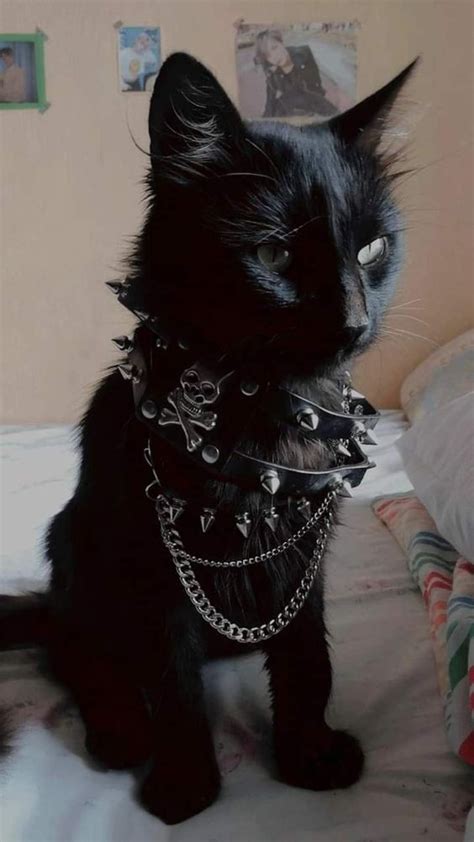 Emo KItten #11